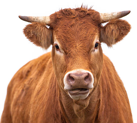 Brown Cow from Hell