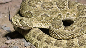 Colorado Rattlesnake