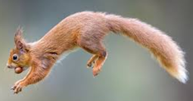 Flying Squirrel